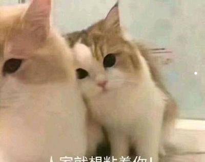 宠物猫为什么在商家不发病呢