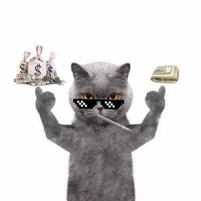 养猫和养狗图片