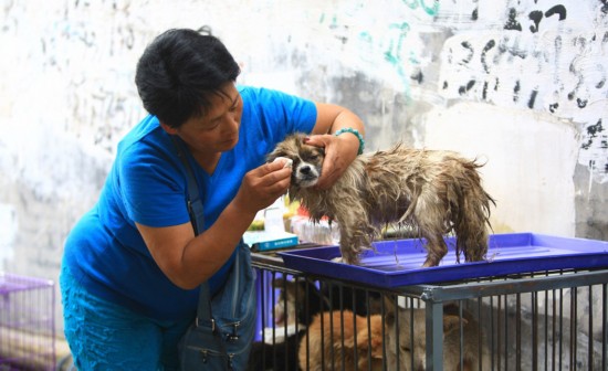 养哪几种狗好养能赚钱_玉林人养狗吗_养博美犬好还是养泰迪狗好