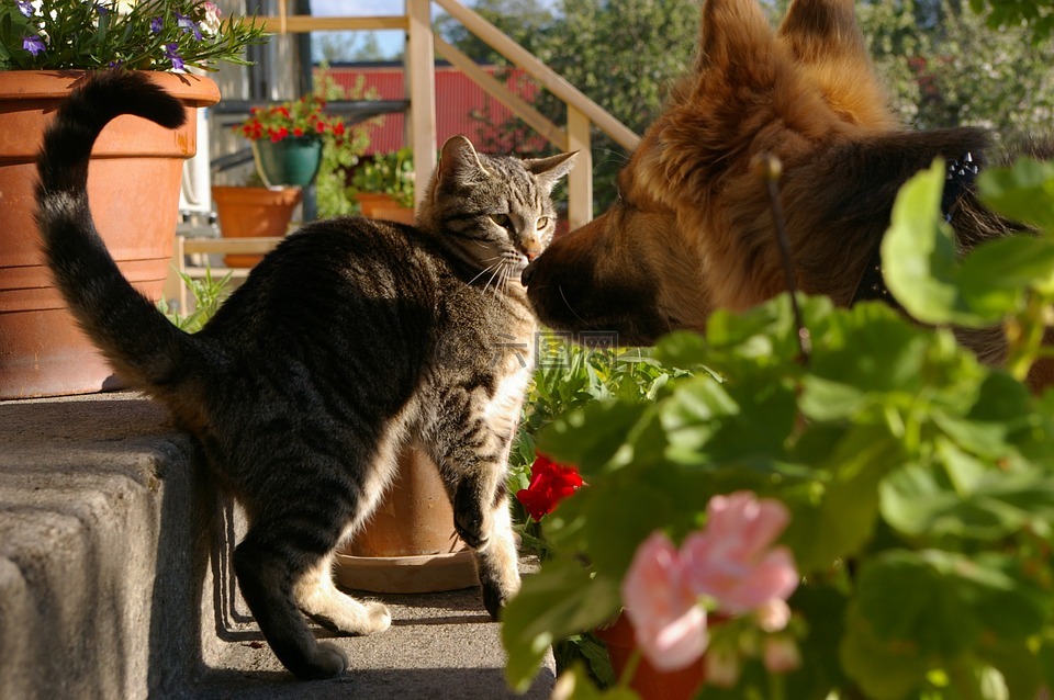 相狗秘诀什么狗养不得_猫好养还是狗好养_养狗养猫