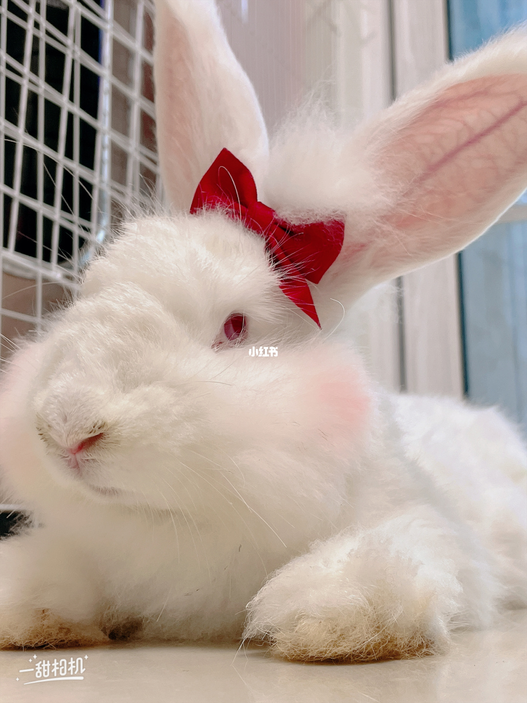 两只兔子怎么生小兔子_梦见兔子生兔子_兔子一次生几只