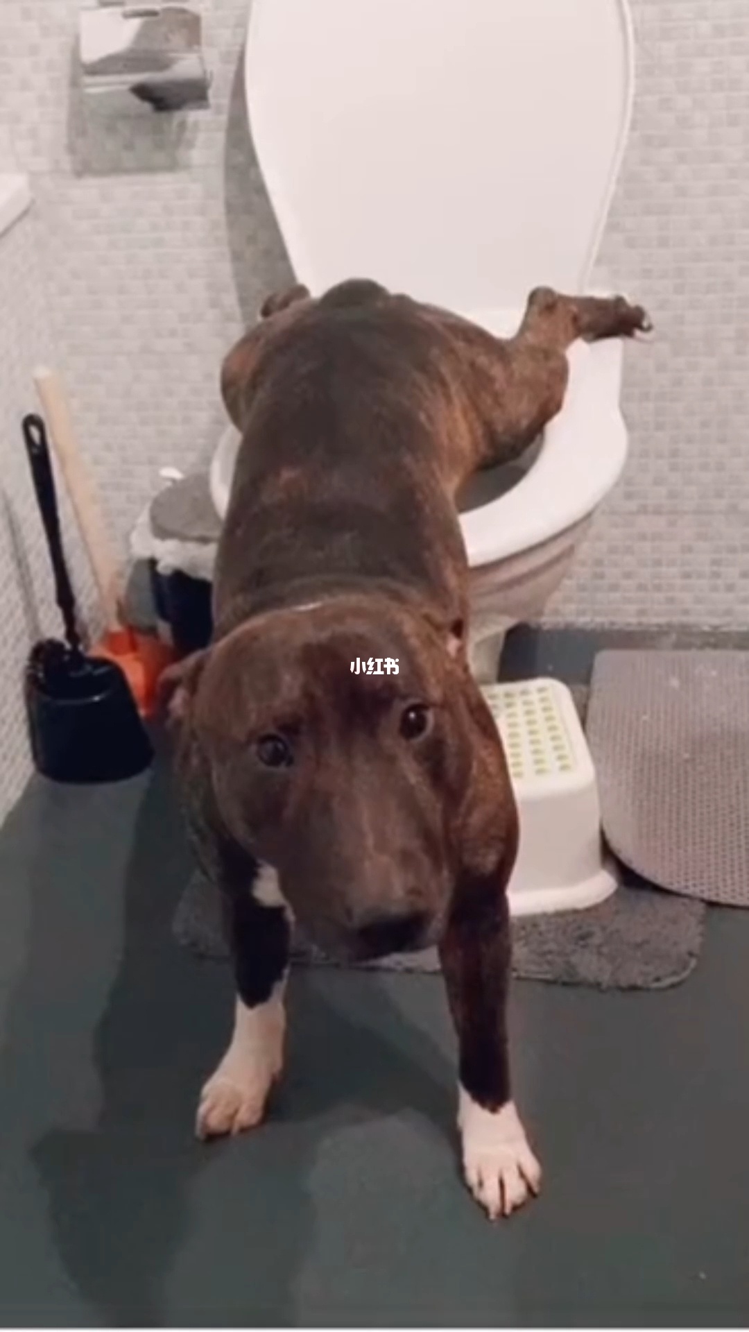 狗狗训练狗狗_如何训练狗狗上狗厕所_狗狗 狗厕所