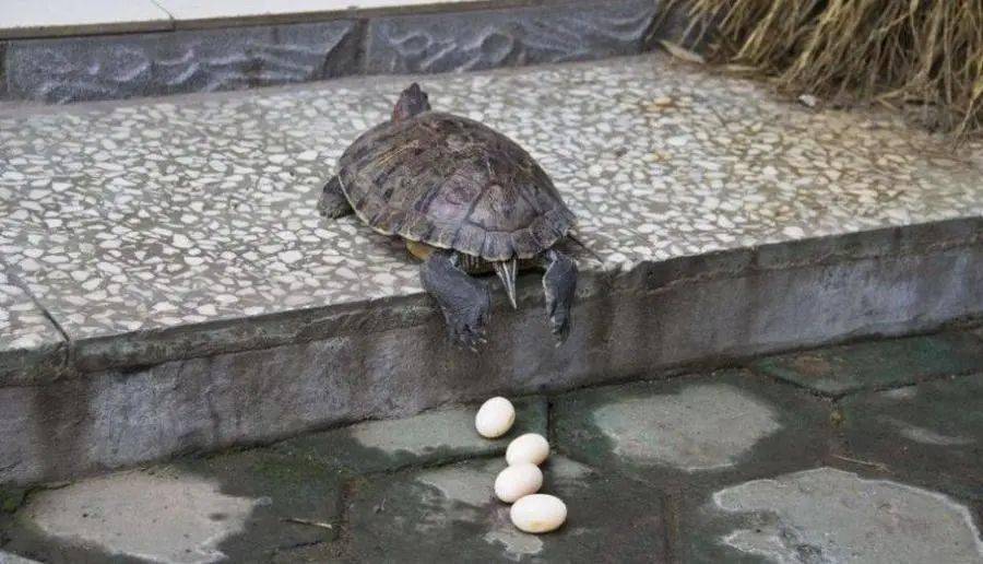 饲养小乌龟_乌龟饲养箱图片_幼儿园乌龟饲养计划