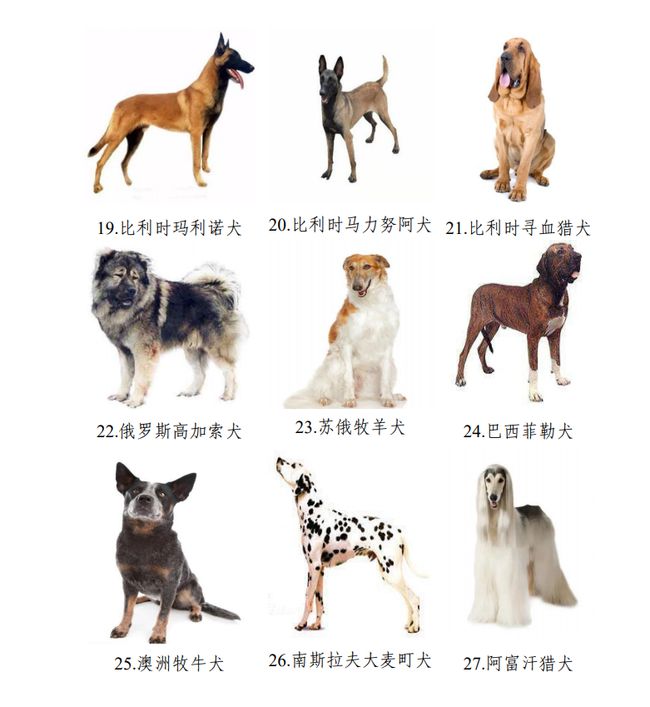 名狗大全狗品种介绍及图片_狗品种介绍_串串狗品种及图片介绍