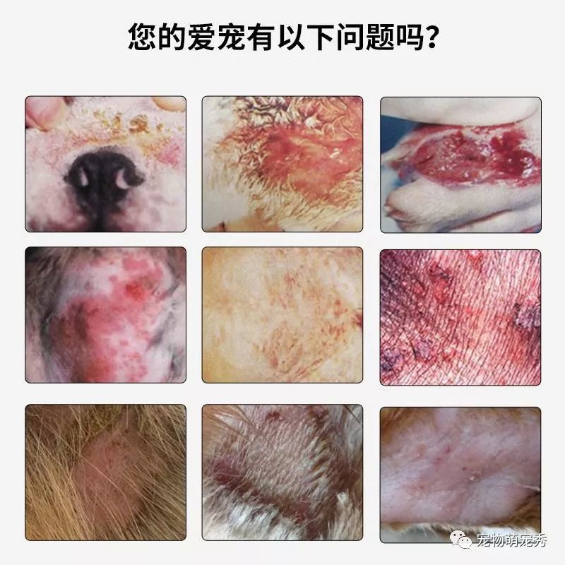 【皮肤病】狗狗皮肤病治疗方法！宠物真菌螨虫湿疹皮炎脓皮症的区别?