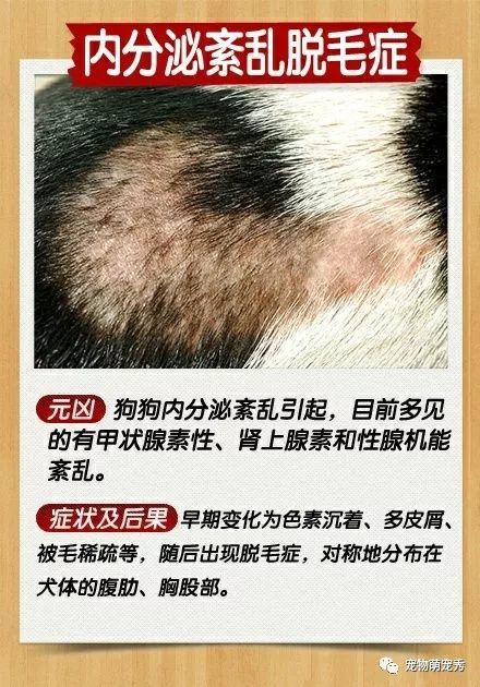 【皮肤病】狗狗皮肤病治疗方法！宠物真菌螨虫湿疹皮炎脓皮症的区别?