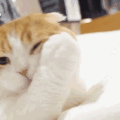 宠物猫购买前要注意