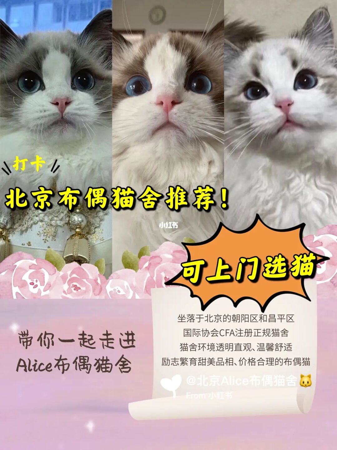买狗注意哪些事项_买二手房需要注意哪些事项_孕妇应注意哪些事项