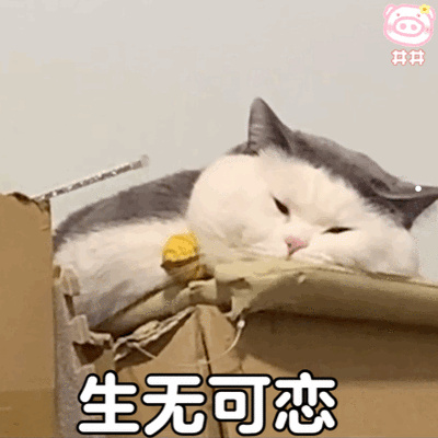 宠物猫购买前要注意