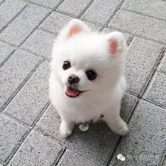 什么狗狗最好养？十种大型和小型犬任你挑