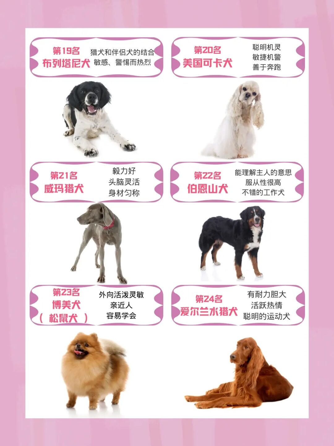 杂交狗聪明吗_聪明友善的狗有哪些_什么品种狗最聪明