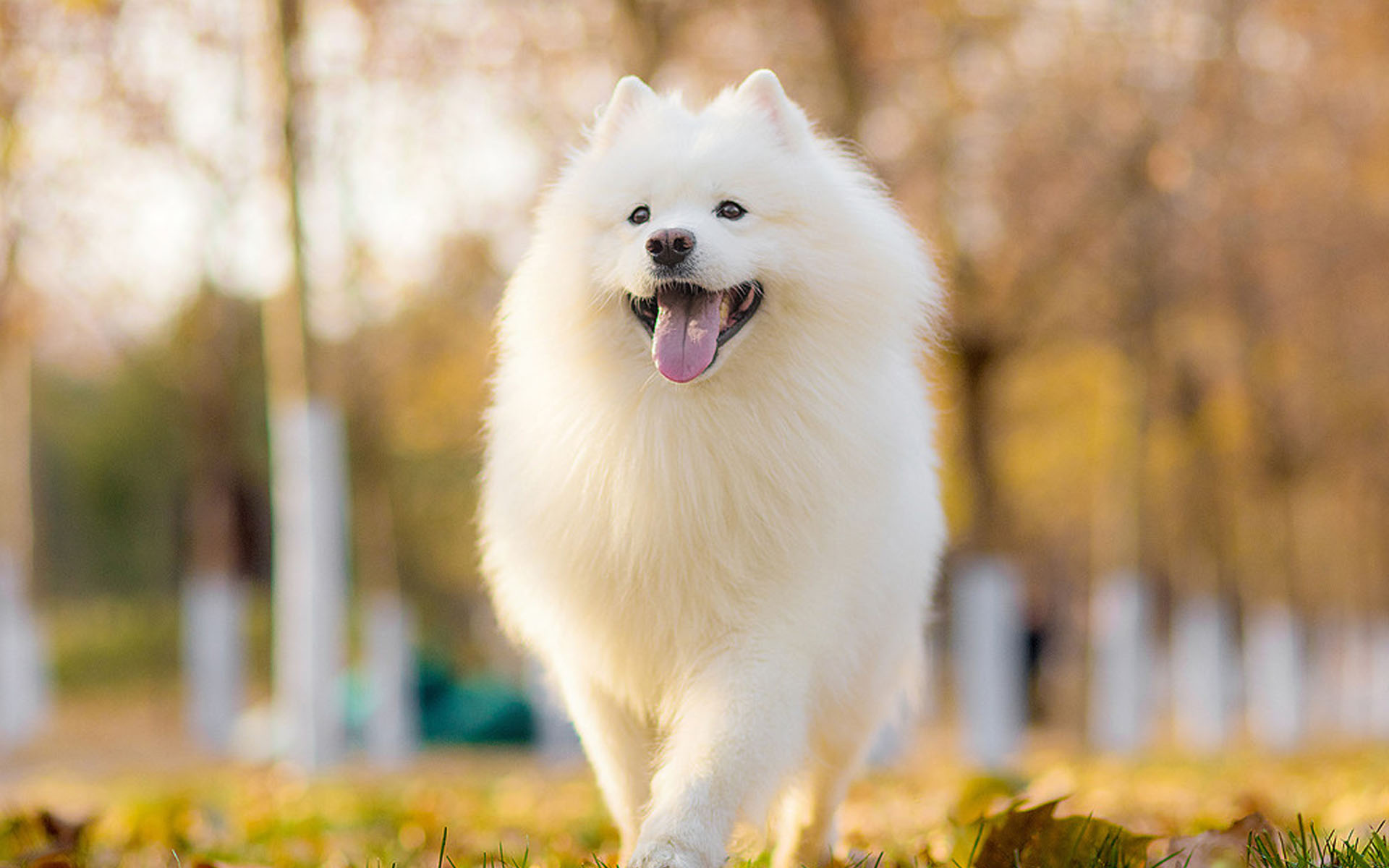 什么狗狗最好养？十种大型和小型犬任你挑