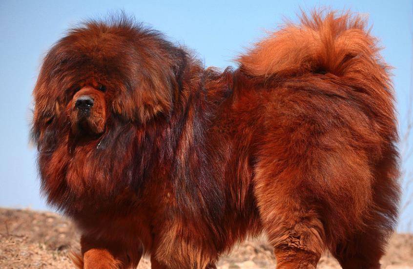 袖珍狗品种有哪些_袖珍犬品种大全价格_袖珍狗品种有哪些