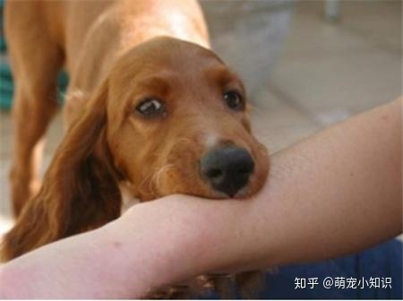 携带狂犬病毒的狗能活多久_狂犬病 病狗_怎样知道狗有没有狂犬