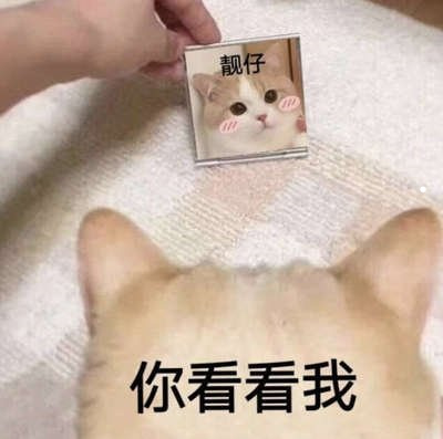 做缅因猫舍