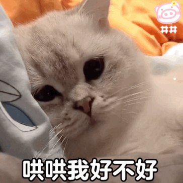 南宁去哪买缅因猫