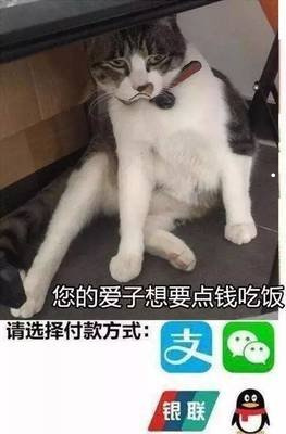 南宁去哪买缅因猫