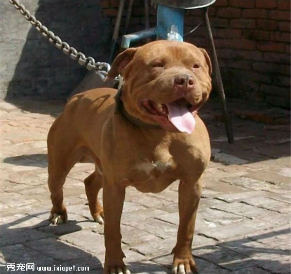 世界10大禁养犬犬种名单：藏獒藏獒被视为东方神犬！