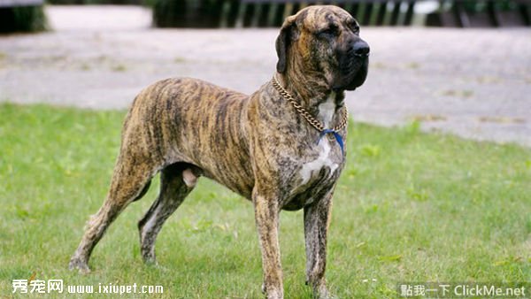 世界10大禁养犬犬种名单：藏獒藏獒被视为东方神犬！