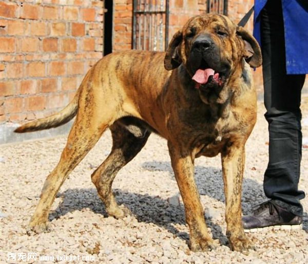 世界10大禁养犬犬种名单：藏獒藏獒被视为东方神犬！