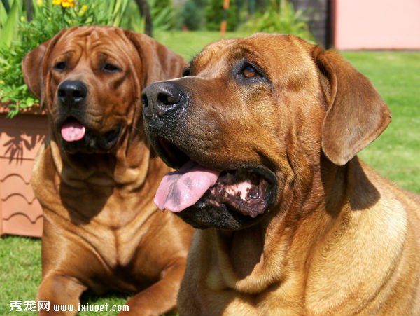 世界10大禁养犬犬种名单：藏獒藏獒被视为东方神犬！