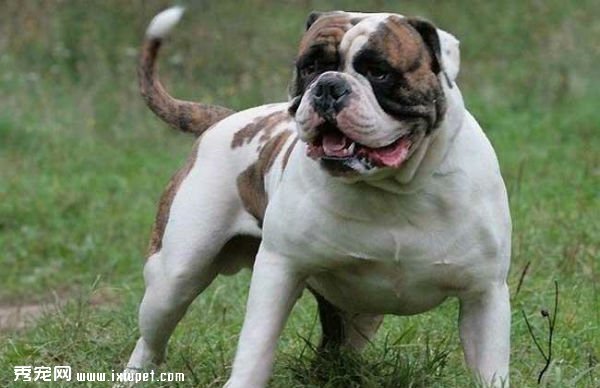 世界10大禁养犬犬种名单：藏獒藏獒被视为东方神犬！