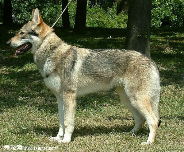 世界10大禁养犬犬种名单：藏獒藏獒被视为东方神犬！