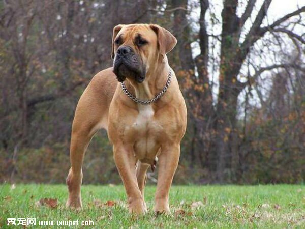 世界10大禁养犬犬种名单：藏獒藏獒被视为东方神犬！