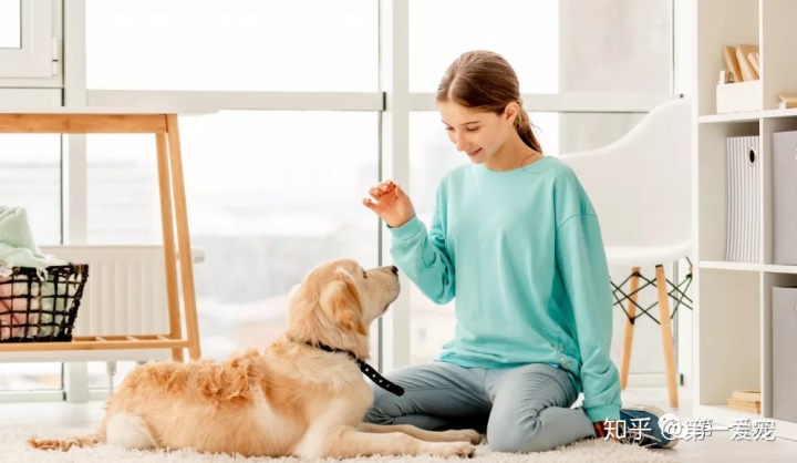 如何给宠物进行房屋训练?小狗憋尿时间的常用估计公式