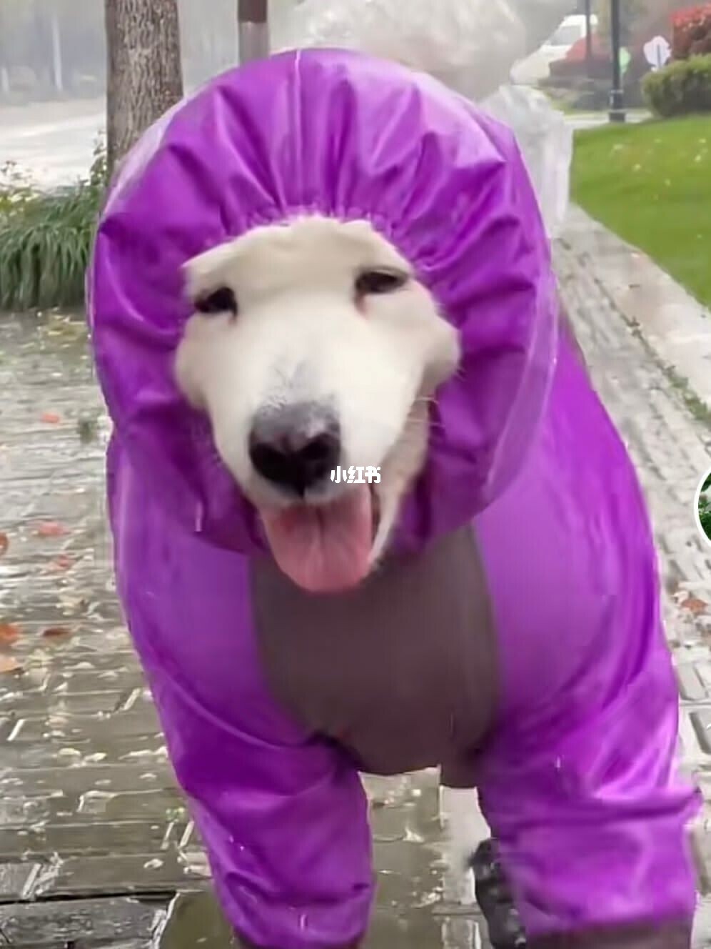 在宠物店买到病狗怎么维权_在宠物店买到病狗怎么维权_在宠物店买到病狗