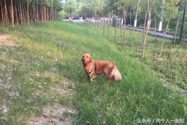 男朋友遛狗回来摊在客厅喘气，女子从房间里出来立刻带它去医院
