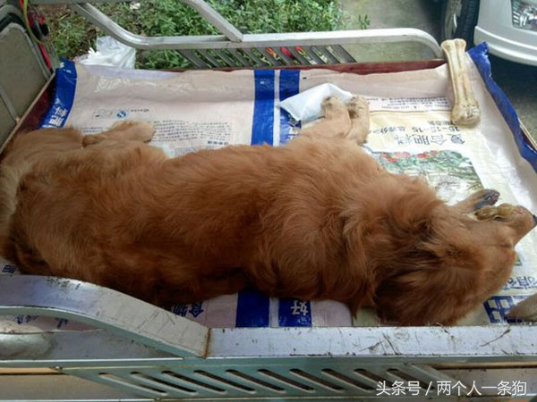 男朋友遛狗回来摊在客厅喘气，女子从房间里出来立刻带它去医院