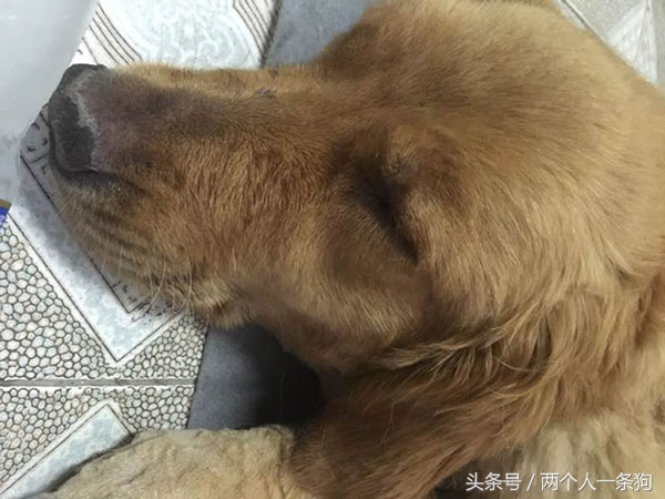 男朋友遛狗回来摊在客厅喘气，女子从房间里出来立刻带它去医院