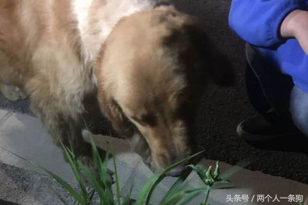男朋友遛狗回来摊在客厅喘气，女子从房间里出来立刻带它去医院