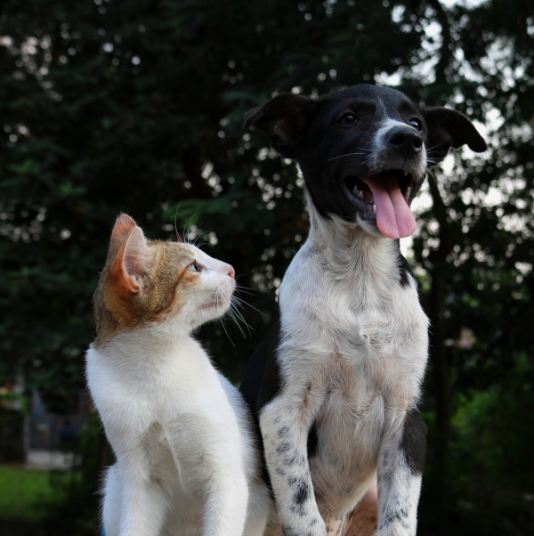 科学道理:男不养猫,女不养狗_情侣头像男抱着狗女抱着猫_养成文女养男