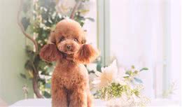 泰迪犬很聪明，把握了这些训练要点，训练出人见人爱的泰迪犬其实不难！