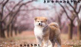 秋田犬什么时候开始训练较好