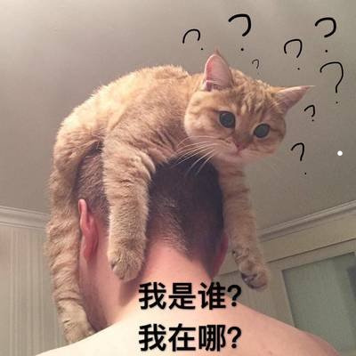 网上买的猫是病猫