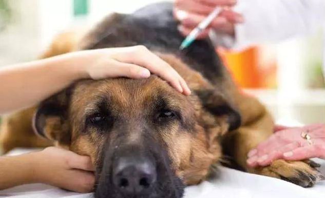 带狂犬病毒的狗能吃吗_狂犬症的狗有什么症状_狂犬病 病狗
