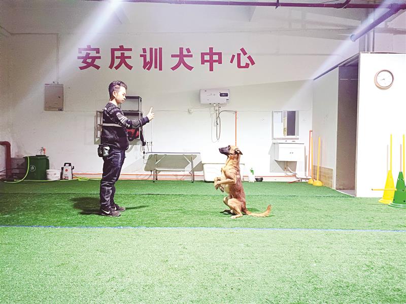 安庆80后训犬师10只狗“改头换面”从学校顺利结业