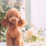泰迪犬很聪明，把握了这些训练要点，训练出人见人爱的泰迪犬其实不难！
