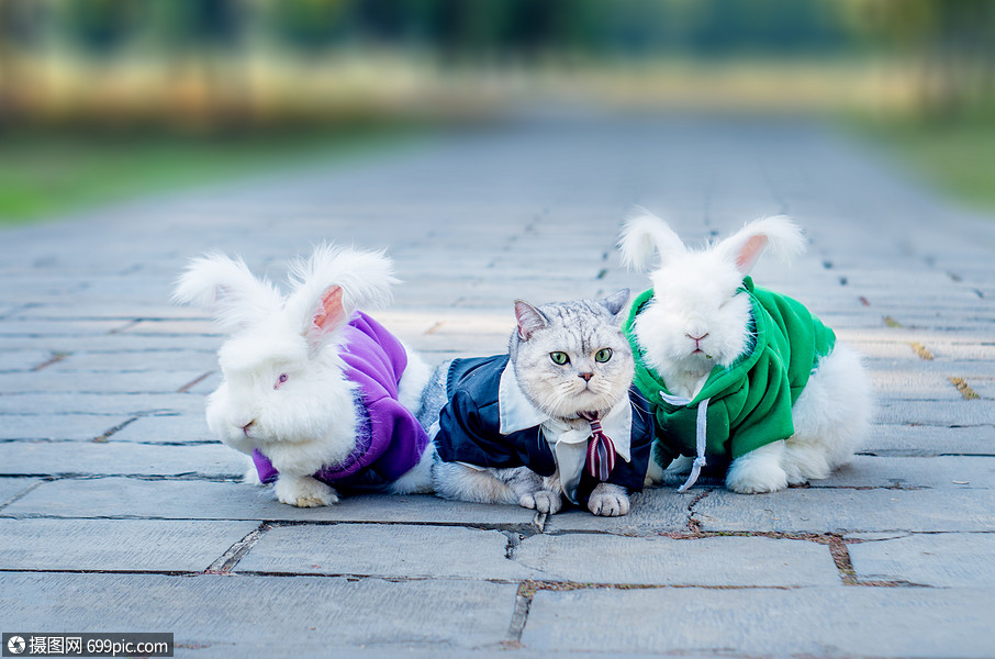 尾巴长的猫的品种图片_没尾巴的狗是品种大全_品种狗 尾巴