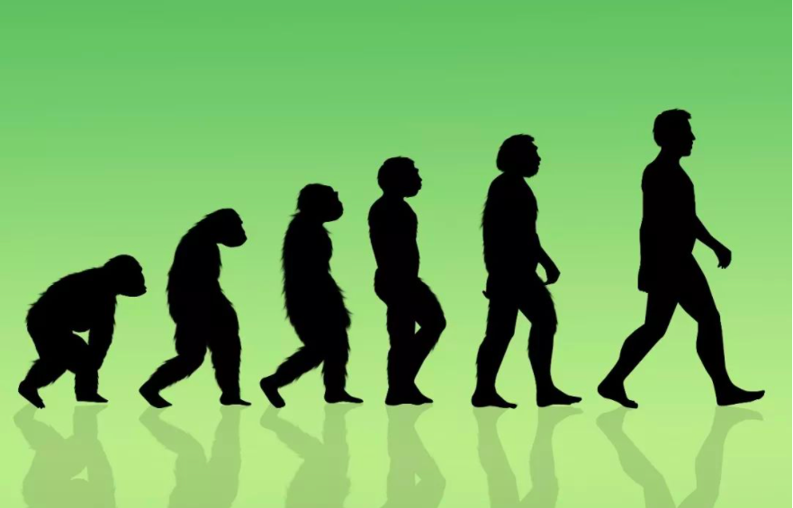 人类在进化过程中丢掉了尾巴，却为什么还要保留尾椎骨？