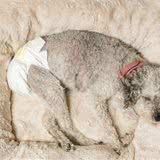 辟谣：狗尿布的作用不大？那是谣言，使用狗尿布能让生活变得简单
