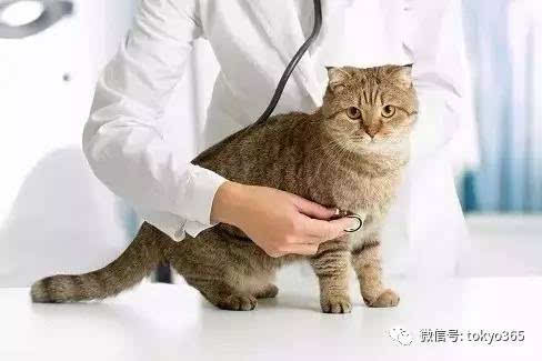 养猫费钱还是养狗费钱_狗和猫能同时养吗_养金毛边牧那个费钱