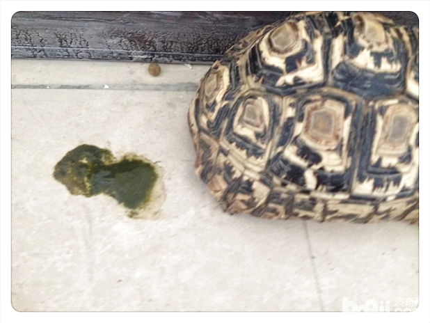 中华草龟正常粪便图片图片