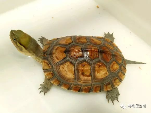 龟的粪便不成形，就能诊断为肠胃炎了？