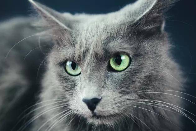 瞳孔针尖样缩小_瞳孔针尖样见于什么病_瞳孔颜色不一样的猫