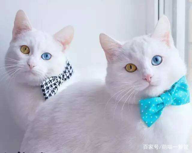 形成猫咪异色虹膜的决定因素是白色基因白色斑点基因