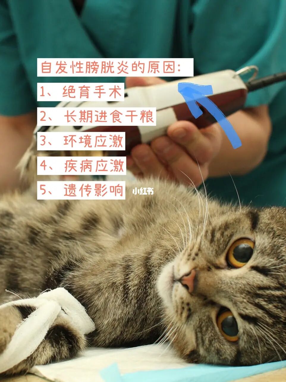 猫办防疫证要多少钱_猫仙儿办卡视频ed2k_猫肾炎怎么办